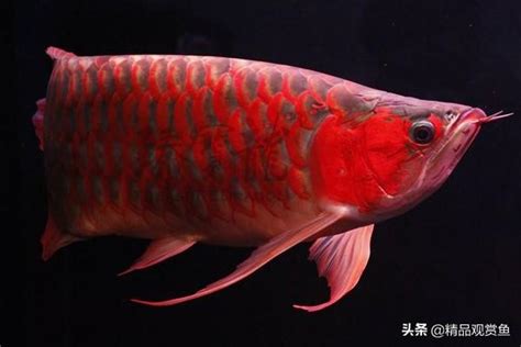 養龍魚